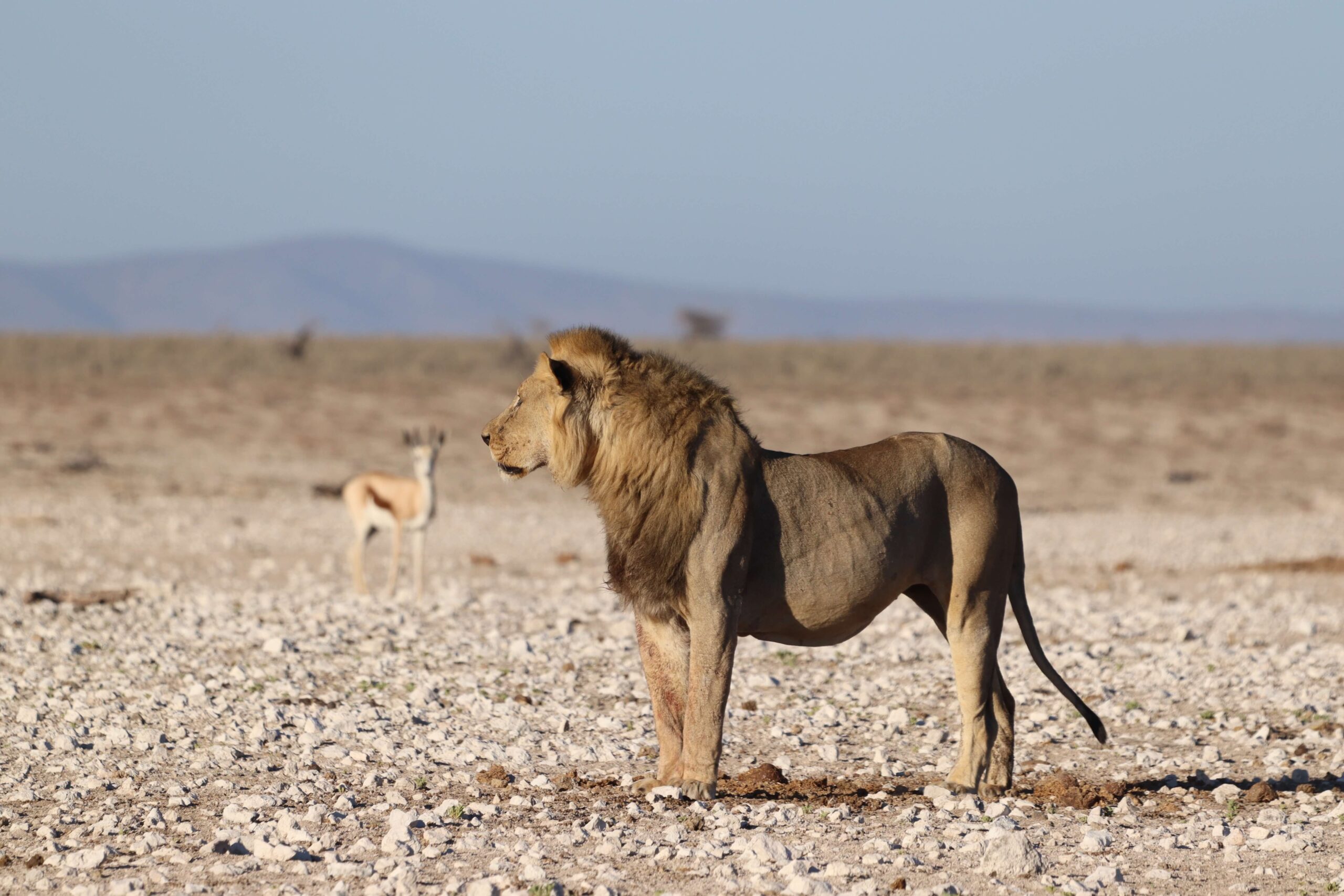 Namibie | Les Safaris à Etosha National Park 🇳🇦